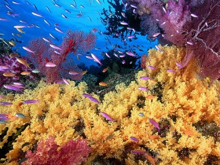Пазл «Подводный мир»