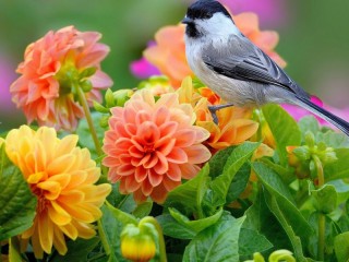 Пазл «Птица и цветы»