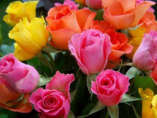 Пазл «Разноцветные розы»