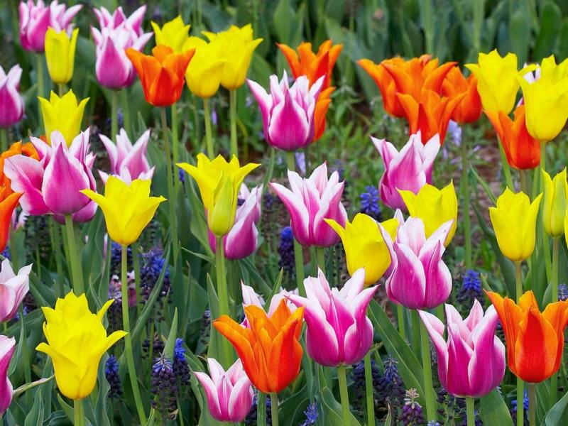 Пазл Разноцветные тюльпаны