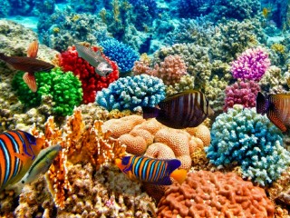 Пазл «Рыбы и кораллы»