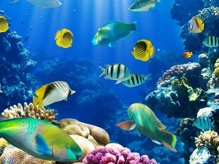 Пазл «Рыбы под водой»