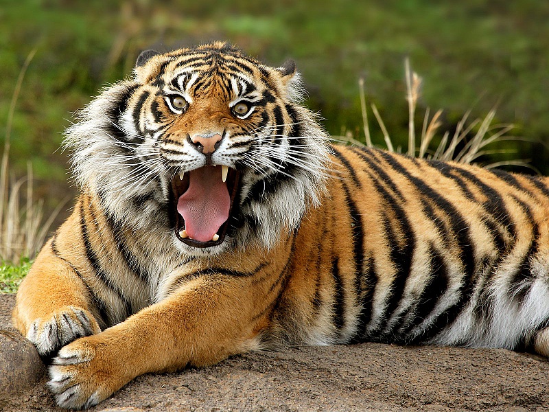 Пазл Рычащий тигр