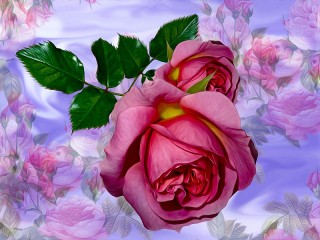 Пазл «Роза среди роз»