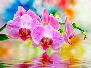 Пазл «Розовые орхидеи»