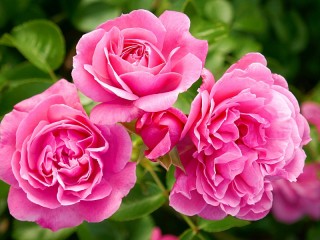 Пазл «Розовые розы»