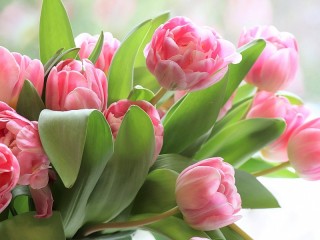 Пазл «Розовые тюльпаны»
