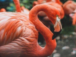 Пазл «Розовый фламинго»
