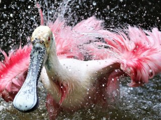 Пазл «Розовый пеликан»