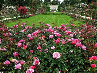 Пазл «Розовый сад»