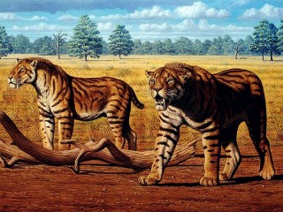 Пазл «Саблезубые тигры»