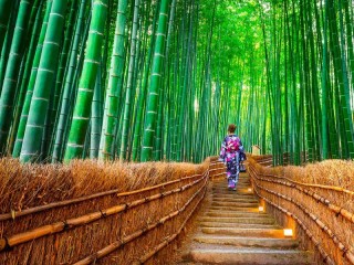 Пазл «Sagano Bamboo Forest»