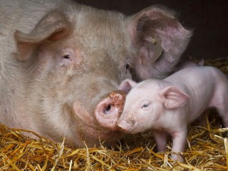 Пазл «Счастливая свинья»