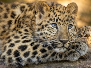 Пазл «Сероглазый леопард»