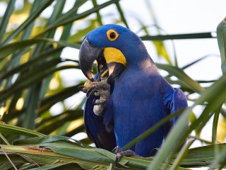 Пазл «Синий попугай»