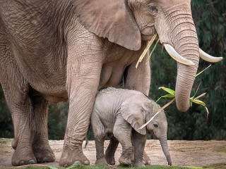 Пазл «Слониха и слонёнок»