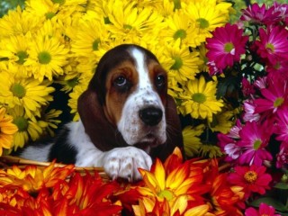 Пазл «Собака и цветы»