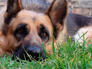 Пазл «Собака на траве»