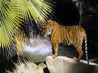 Пазл «Тигр у водопада»