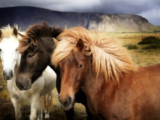 Пазл «Три лошади»