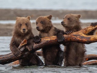 Пазл «Три медведя»