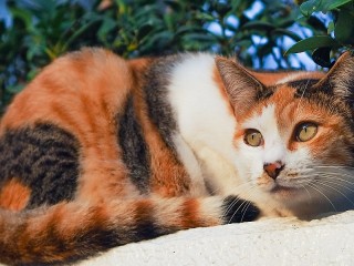 Пазл «Трёхцветная кошка»