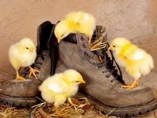 Пазл «Цыплята и ботинки»