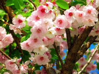 Пазл «Цветение вишни»