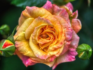 Пазл «Цветы розы»