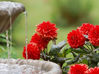 Пазл «Цветы у фонтана»