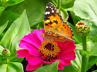 Пазл «Цветок и бабочка»