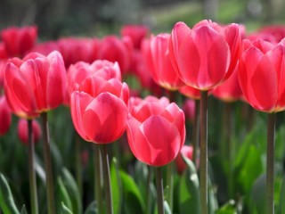 Пазл «Цветущие тюльпаны»