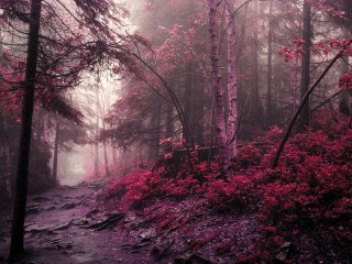 Пазл «Утро в красном лесу»