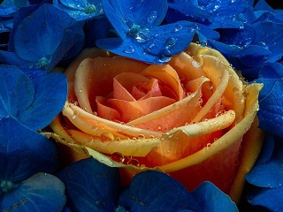 Пазл «В синих цветах»