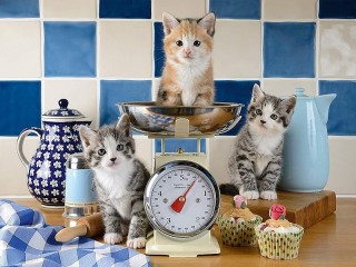 Пазл «Весы для котят»