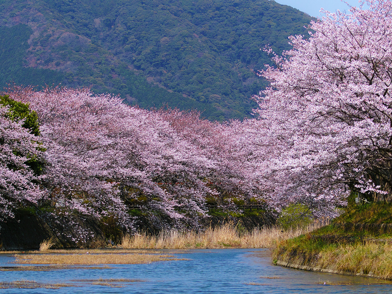 Пазл Весна в Японии