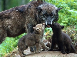 Пазл Волчица с волчатами