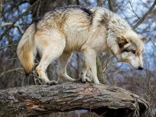 Пазл «Волк на дереве»