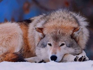 Пазл «Волк на снегу»