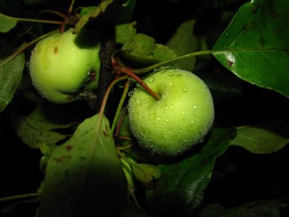 Пазл «Яблоки»