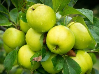 Пазл «Яблоки на ветке»