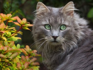 Пазл «Зеленоглазый кот»