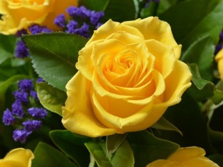 Пазл «Желтые розы»