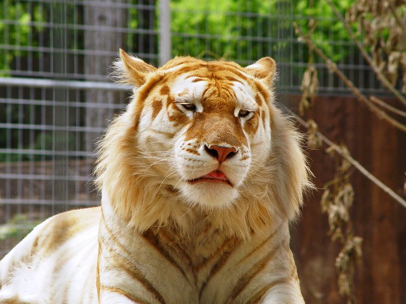 Пазл Золотой тигр