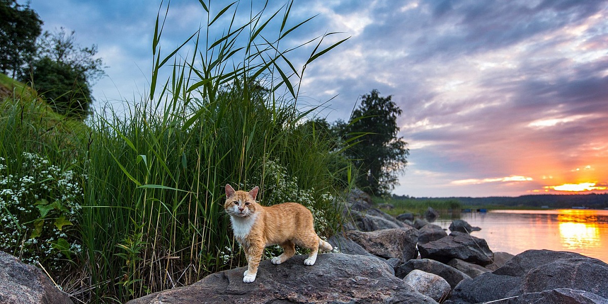 Пейзаж кота